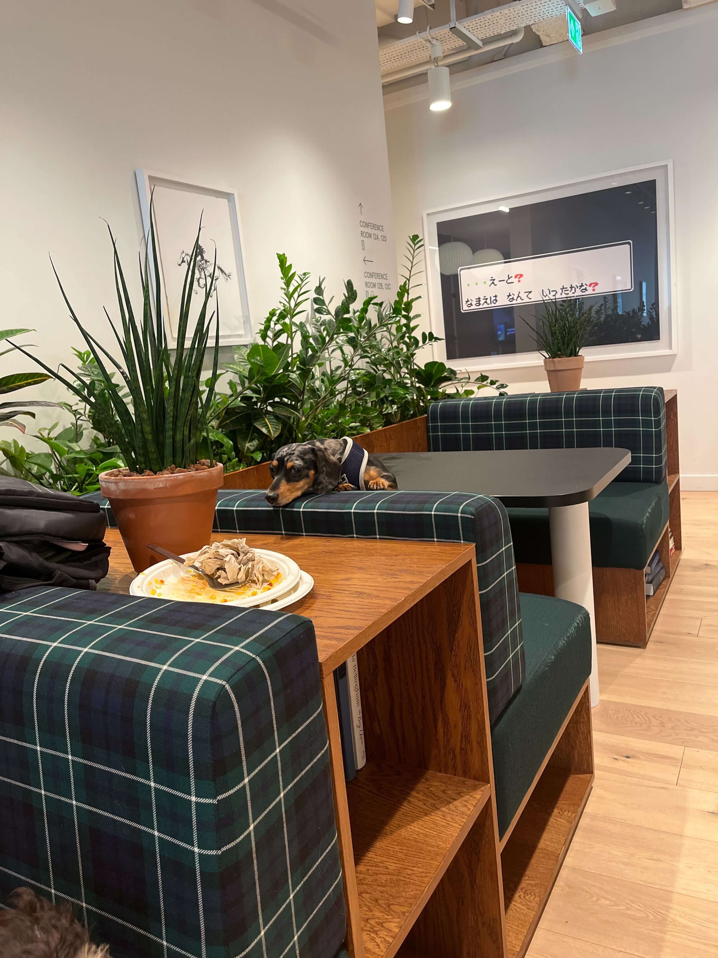 Modern interior with green checkered booths, a dog on a table, and an art print in the background.